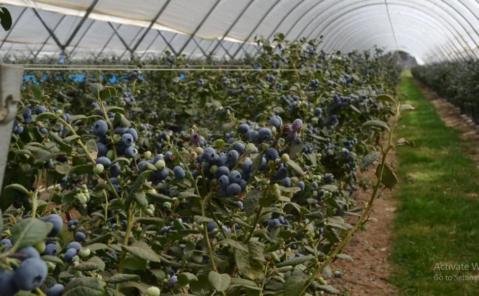 The Ultimate Guide to Blueberry Covers: How to Protect Your Crops