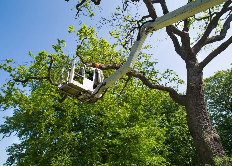 5 Safe and Responsible Practices for Tree Removal in Lennox Head