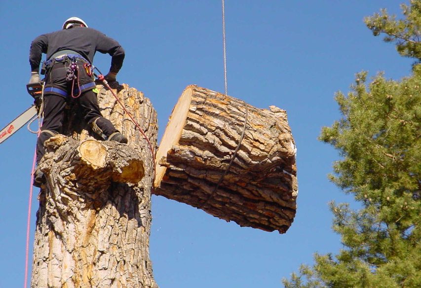 When Should You Consider Tree Cutting in Auckland? Top Signs to Look Out For