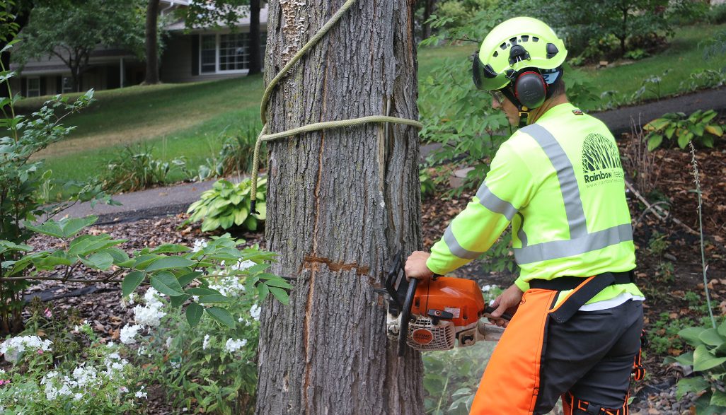 tree removal services in Romsey