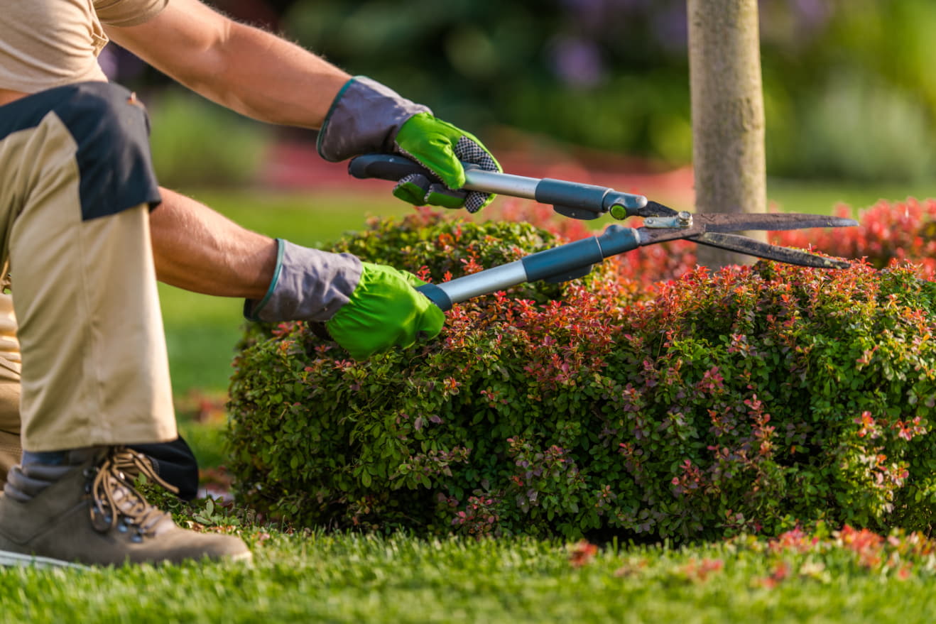 garden maintenance