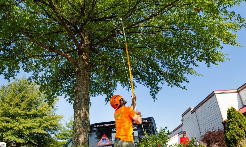Top Expert Tips for Tree Pruning in South Auckland