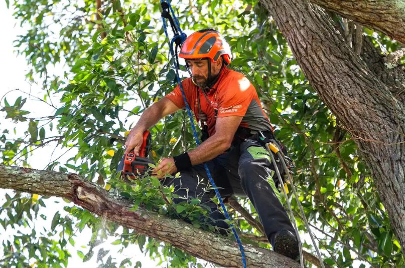Understanding the Roles of Arborists