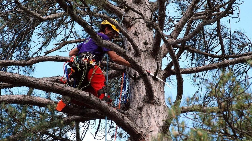 How Modern Arborists are Changing the Urban Landscape