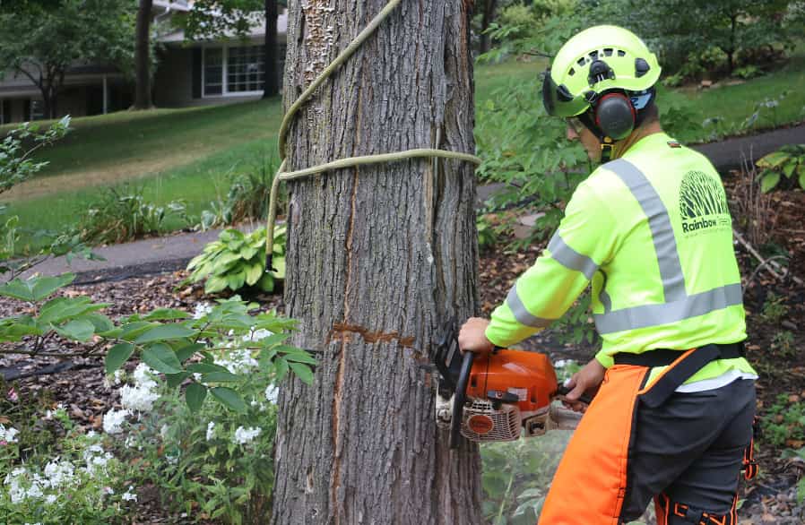 Effortless Services of Tree Removal in Auckland: Professional and Reliable